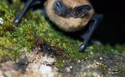All About Bats