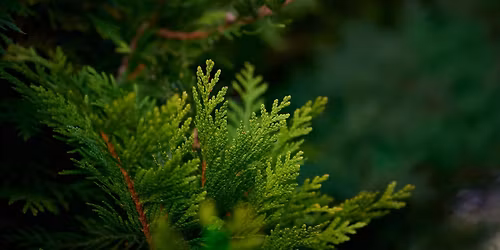 Medicinal Wild Plant Walk and Workshop