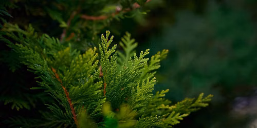 Medicinal Wild Plant Walk and Workshop