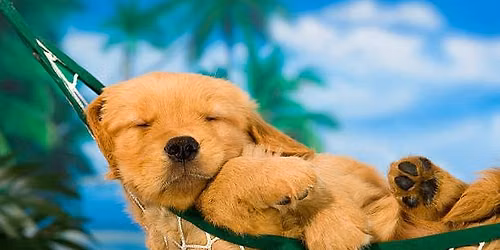 Dog Days of Summer Puppuccino Fundraiser