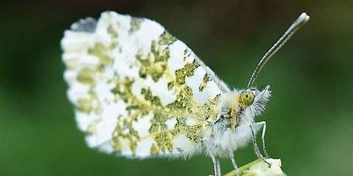 Home Education 7-10yrs: Macro Photography Workshop