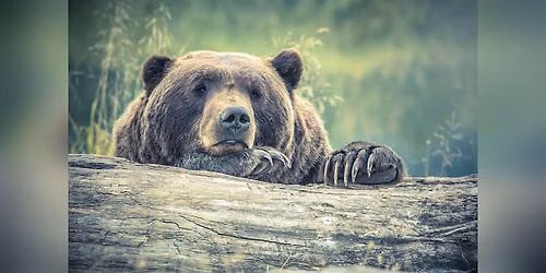 Bear Medicine: An Afternoon of Shamanic Breathwork