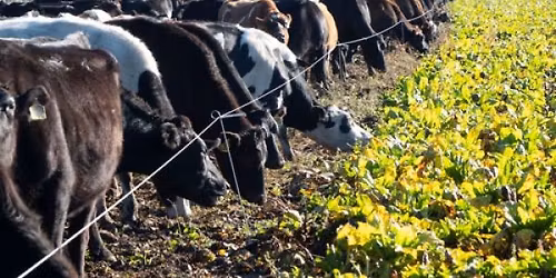 Winter Feed Competition 2026