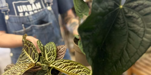 Free Seminar: Houseplant Pests 101