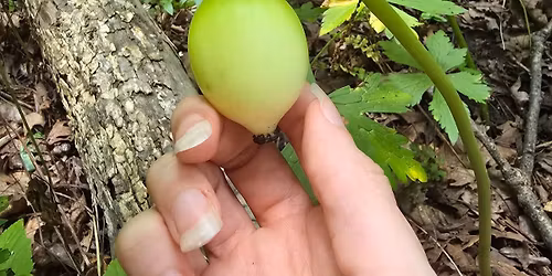 Preparing Wild Foraged Meals