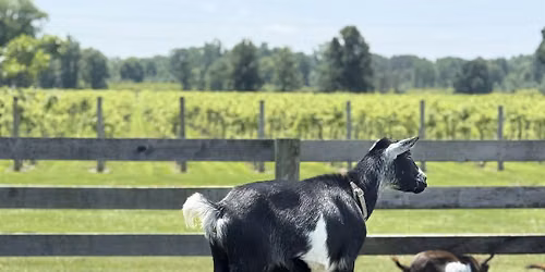 Tiny Goat Yoga (+Mini Donkeys, Giant Rabbits, Chickens, Pups, Goats & Wine)