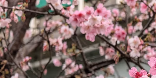 \u6545\u5bae\u5f8c\u5c71 \u72d7\u6bb7\u52e4\u53e4\u9053\u74b0\u72c011K