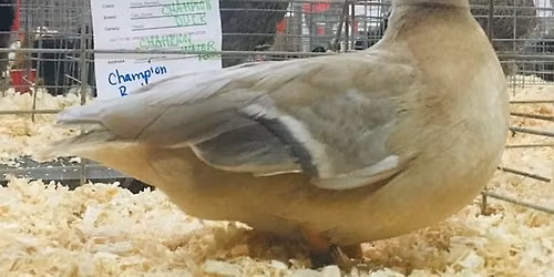 3rd Annual Prairie Poultry Fall Classic