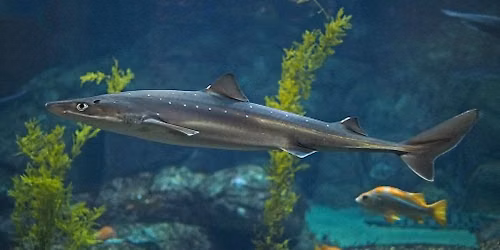 Shark Week: The Perfect Predator Ages 8 - 12