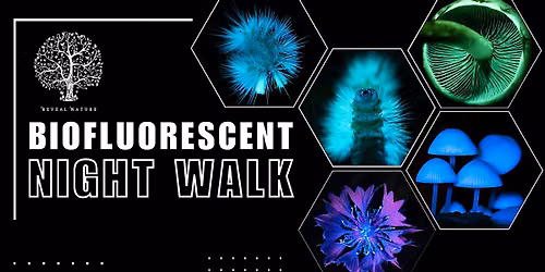 Biofluorescent Night Walk Mousehold Heath