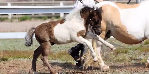 Shetlanninponien rotun\u00e4yttely & K\u00e4yttisCup, SIPOO 