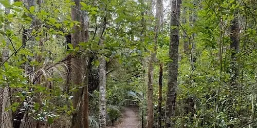 She Walks NZ:  Puhinui Stream Forest Trail