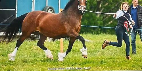 Carmarthenshire Welsh pony and cob bronze medal show