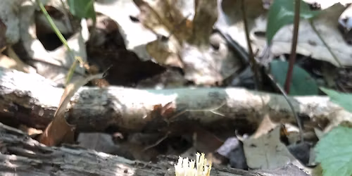 National Trails Day Natural Areas Conservancy&New York Mycological Society