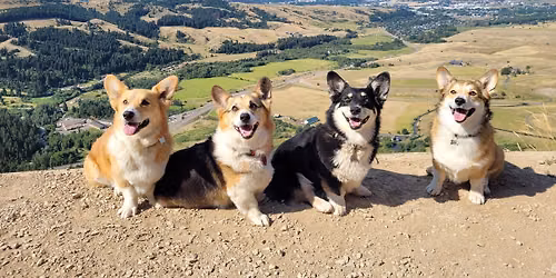 *Moved to 6\/14* Hike The M: Corgi Edition