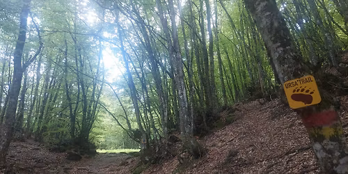 Μέτσοβο: Στα χνάρια της αρκούδας 