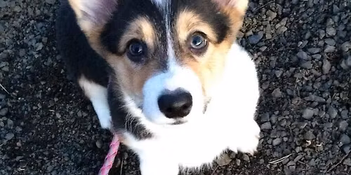 Beginner\u2019s Obedience classes