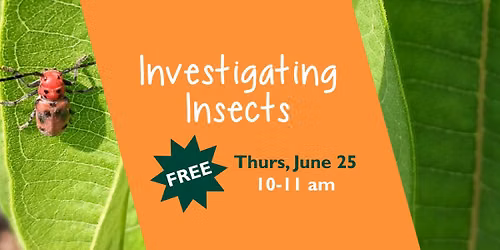 Investigating Insects