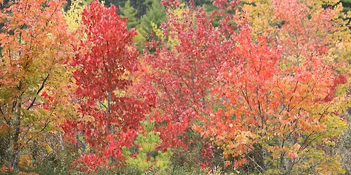 Natural Communities Visit: Maples in Portland