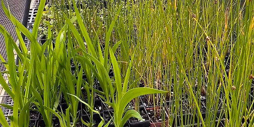 Saturday Volunteer Morning