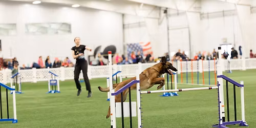 Peyton Green Agility Workshops