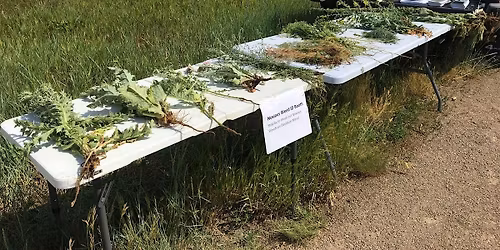 Noxious W**d ID Booth