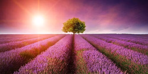Provence to Monte Carlo \u2013 a Lavender Dream by EuroTrip Adventures