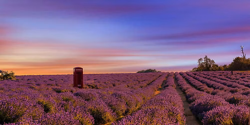 Lavender Fields: Provence and Vaucluse