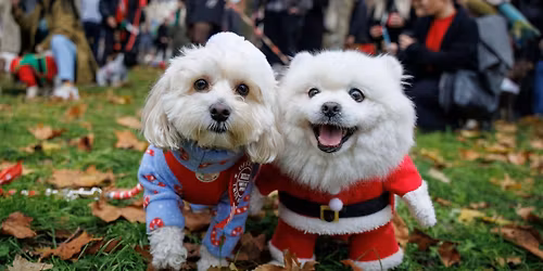 The Pimperne Festive Dog Walk \ud83d\udc3e\ud83c\udf85