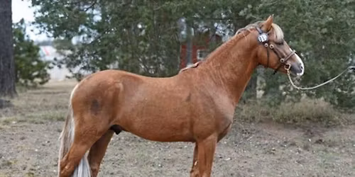 AVELSV\u00c4RDERING SAMT BRUKSPROV f\u00f6r NEW FOREST HINGSTAR 2026