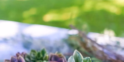 Succulent Planter Workshop