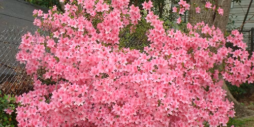 Dalraida Community Association Meeting