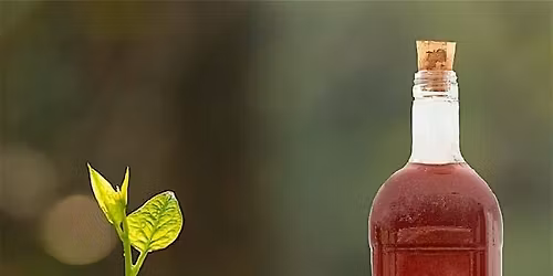 Identifying Medicine in Our Garden: Plant walk & Herbal-Infused Vinegars