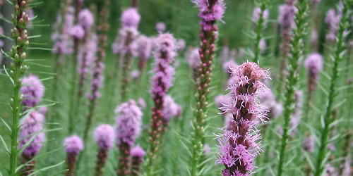 Self-Guided Prairie Wildflower Walkabout
