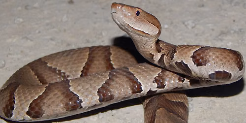 Wildlife Wednesday - Our Autumn Friend the Copperhead