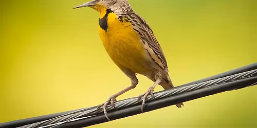 Wing + Build: AD EX Showcase