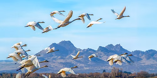 2026 California Swan Festival