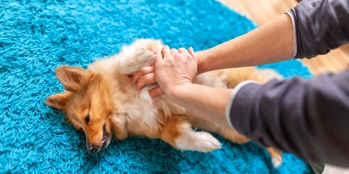 Save Your Pet\u2019s Life: Join Our PET CPR, AED & First Aid Workshop! \ud83d\udc3e\u2764\ufe0f