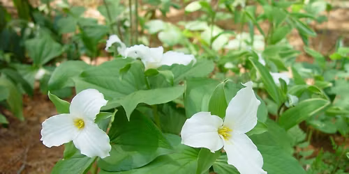 Preserving Iconic Wildflowers: Trillium