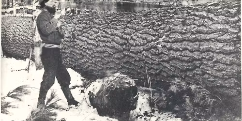 Film: Eastern White Pine - The Tree Rooted in American History