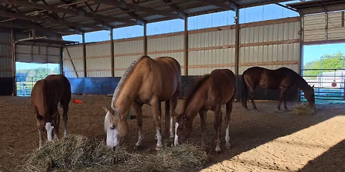 Groom n Graze!