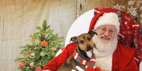 November Triangle Corgis - Corgi Meetup (Photos with Santa)
