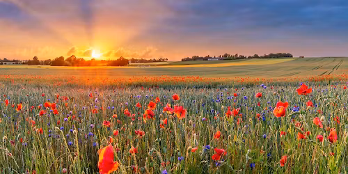Summer Solstice Yoga, Meditation & Reiki Drumming