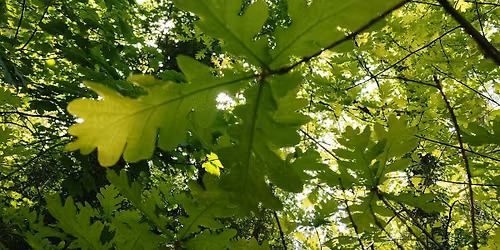 Branch Out!