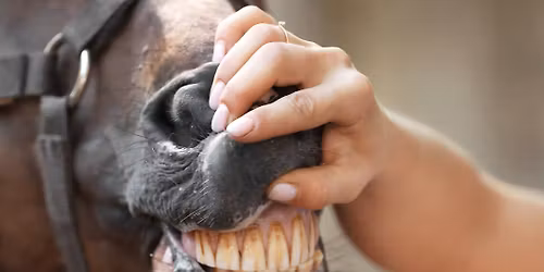 Upcoming Seminar: Inside the Equine Mouth: What Every Horse Owner Should Know