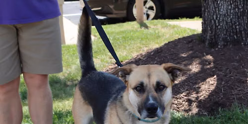 AFH DOG AND PUPPY ADOPTION EVENT - BRISTOW