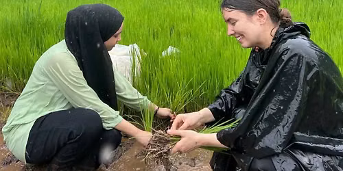Bhaat Laavni - Rice Farming with the Adivasis in Mumbai