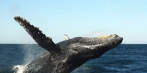 Puerto Vallarta The Ultimate Outdoor Experiecne 7-nights