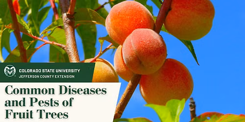 Common Diseases and Pests of Fruit Trees