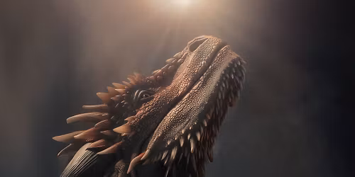 Flame & Frame:  A Night with Dragons